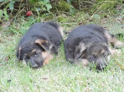 Prodáme štěňata NO s PP